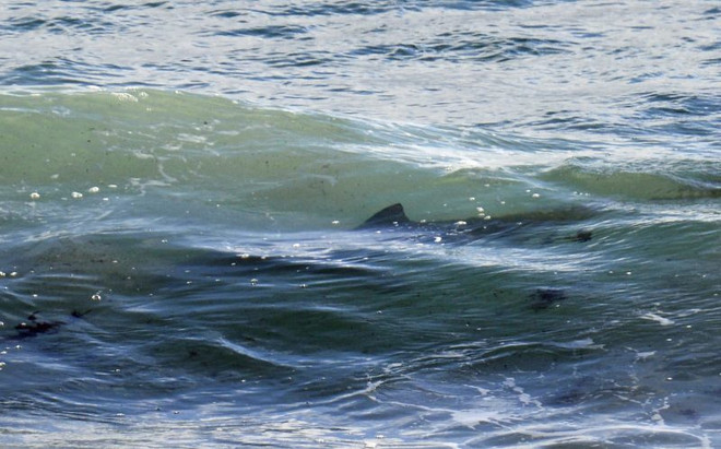 Rùng mình cảnh cá ​mập bơi lởn vởn quanh 4 người lướt sóng ảnh 3