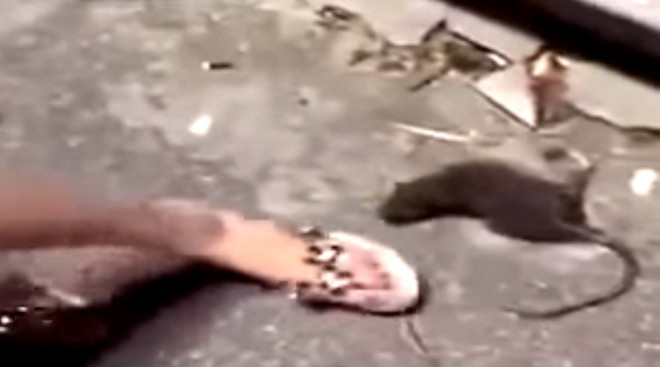 Bị giẫm đạp, con chuột cố vùng dậy để trả thù người phụ nữ ảnh 1