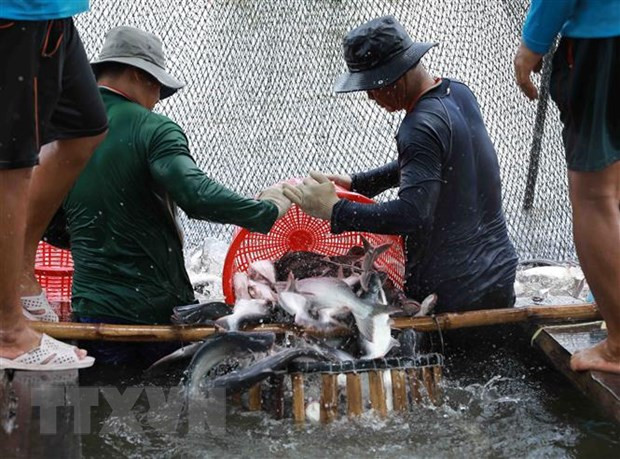 Xuất khẩu thủy sản của cả nước trong 9 tháng năm 2022 tăng 38% ảnh 1