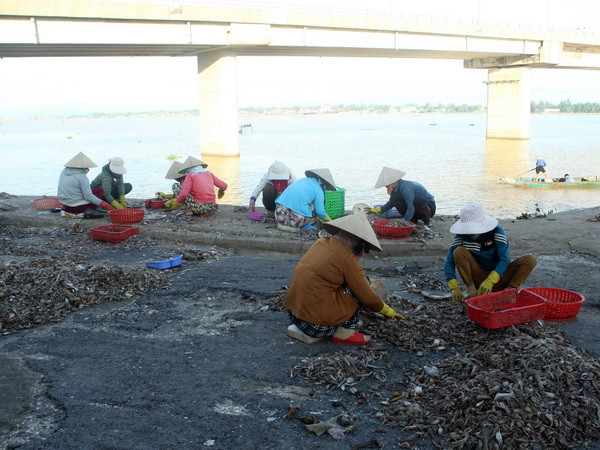 Tạm ứng tiền bồi thường sự cố môi trường biển tại Thừa Thiên-Huế ảnh 1