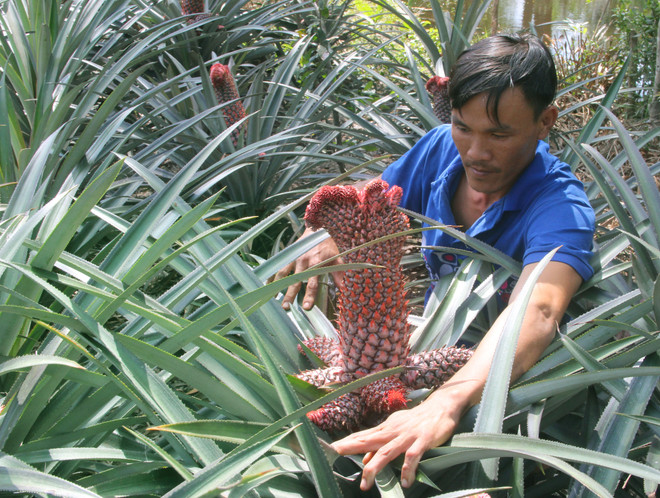 Nông dân Hậu Giang lãi lớn nhờ trồng dứa phụng phục vụ Tết ảnh 1