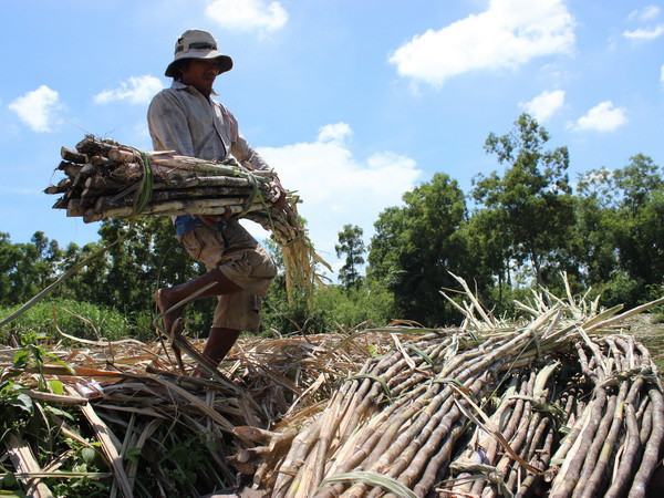 Nông dân Trà Vinh lao đao vì giá mía nguyên liệu giảm mạnh ảnh 1