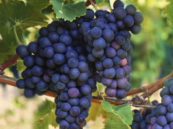 Italy đứng đầu thế giới về sản lượng và chất lượng rượu ảnh 1