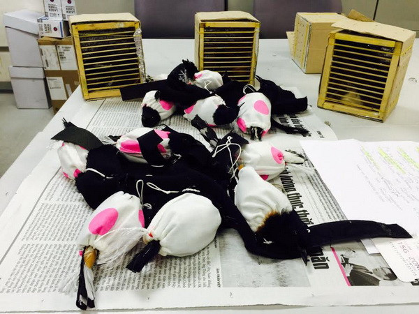 Bắt kẻ giấu chim sống trong quần tại sân bay Tân Sơn Nhất ảnh 1