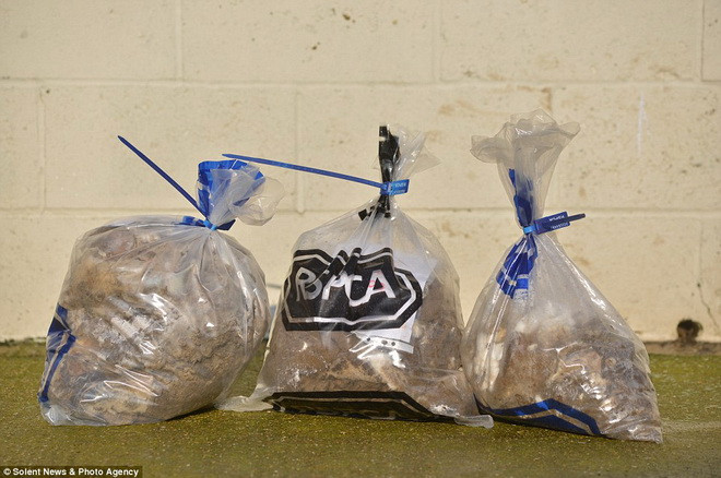 Hai chú chó đáng thương được giải thoát khỏi bộ lông "kinh dị" ảnh 4