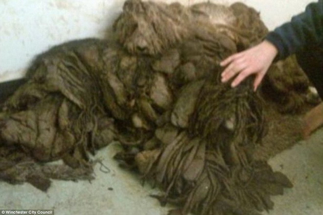 Hai chú chó đáng thương được giải thoát khỏi bộ lông "kinh dị" ảnh 1