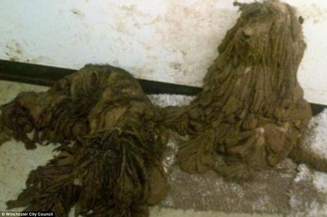 Hai chú chó đáng thương được giải thoát khỏi bộ lông "kinh dị" ảnh 2