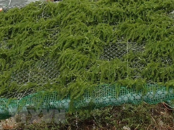 Phát triển chuỗi sản xuất rong biển, tìm chỗ đứng trên thị trường ảnh 2