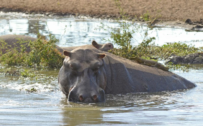[Photo] Kỳ thú cảnh tượng cá sấu leo lên lưng hà mã để thư giãn ảnh 4