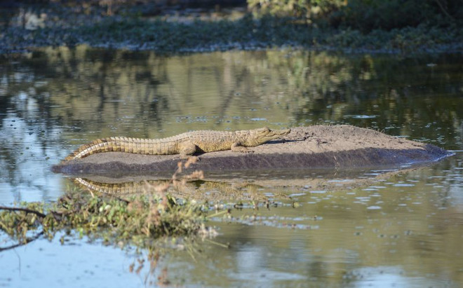 [Photo] Kỳ thú cảnh tượng cá sấu leo lên lưng hà mã để thư giãn ảnh 1
