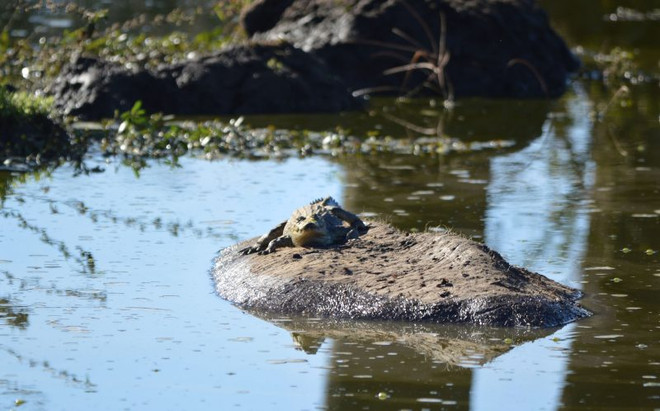 [Photo] Kỳ thú cảnh tượng cá sấu leo lên lưng hà mã để thư giãn ảnh 2