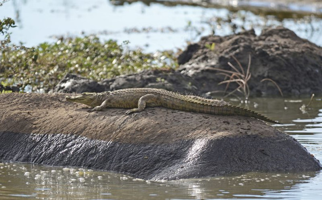 [Photo] Kỳ thú cảnh tượng cá sấu leo lên lưng hà mã để thư giãn ảnh 3