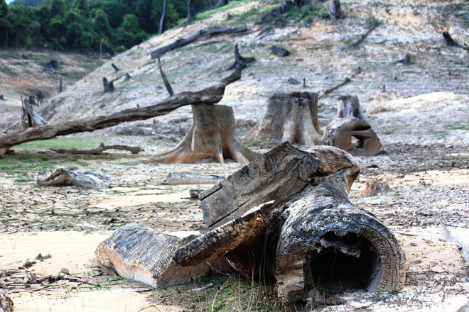 Cận cảnh ‘nghĩa địa rừng tự nhiên’ dưới đáy hồ thủy điện ở Quảng Nam ảnh 1