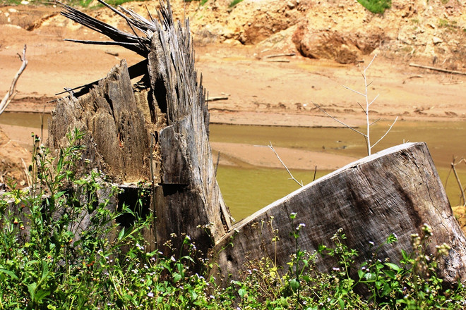 (Ảnh: Hùng Võ/Vietnam+) Cận cảnh ‘nghĩa địa rừng tự nhiên’ dưới đáy hồ thủy điện ở Quảng Nam ảnh 5