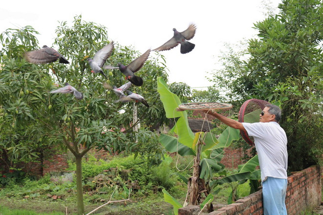 “Phóng điểu” - thú chơi chim bồ câu độc đáo của người Kinh Bắc ảnh 2