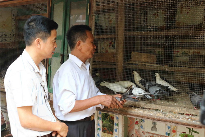 “Phóng điểu” - thú chơi chim bồ câu độc đáo của người Kinh Bắc ảnh 3