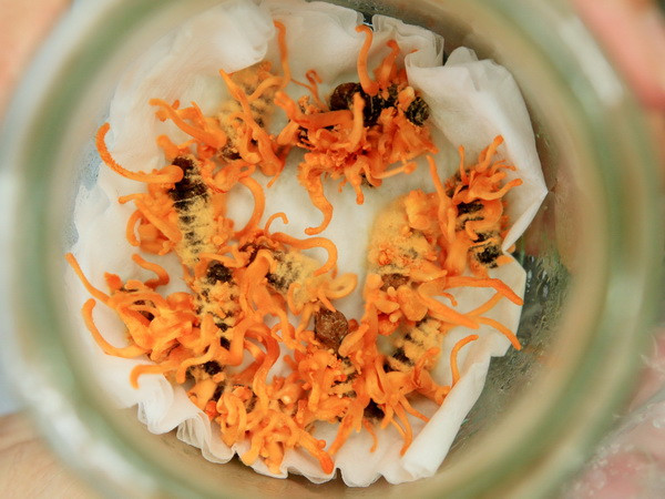 Nuôi cấy thành công nấm đông trùng hạ thảo trên nhộng tằm ảnh 1