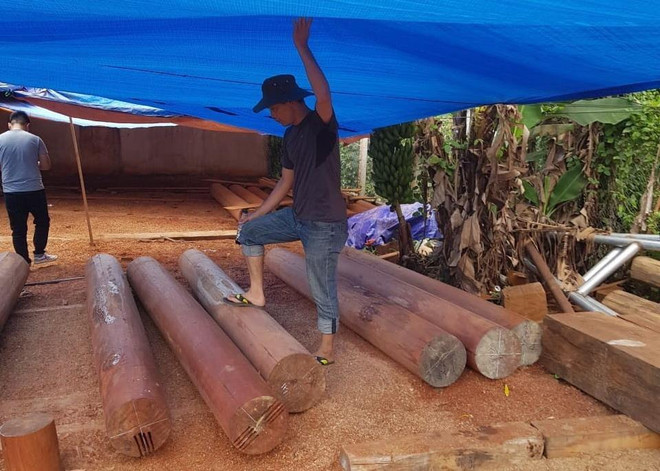 Gia Lai: Phát hiện hơn 50m3 gỗ bị đốn hạ tại khu vực rừng giáp ranh ảnh 1