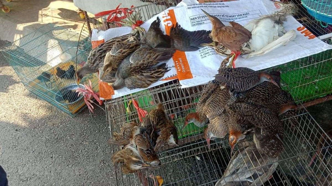 Các loài chim hoang dã được bày bán công khai tại chợ Thạnh Hóa, tỉnh Long An. (Ảnh: HV/Vietnam+) Kiến nghị Thủ tướng chỉ đạo kiểm soát nạn tận diệt các loài chim di cư ảnh 1