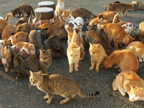 Danh sách những hòn đảo đáng kinh ngạc nhất trên thế giới ảnh 11