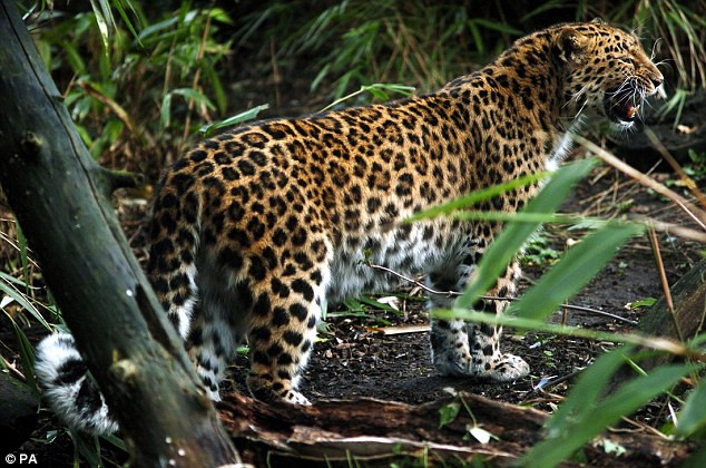 Con báo hoa mai Amur quý hiếm nhất thế giới bị xe tải đâm chết ảnh 1