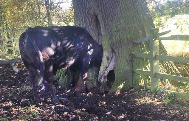 Giải cứu chú bò đáng thương bị mắc kẹt đầu trong thân cây ảnh 1