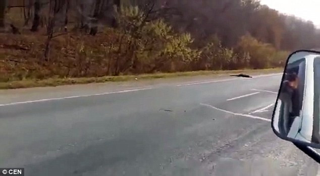 Con báo hoa mai Amur quý hiếm nhất thế giới bị xe tải đâm chết ảnh 2