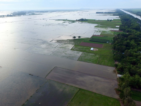 Ngóng chờ nhưng lũ không về, nông dân Tiền Giang lo lắng ảnh 1