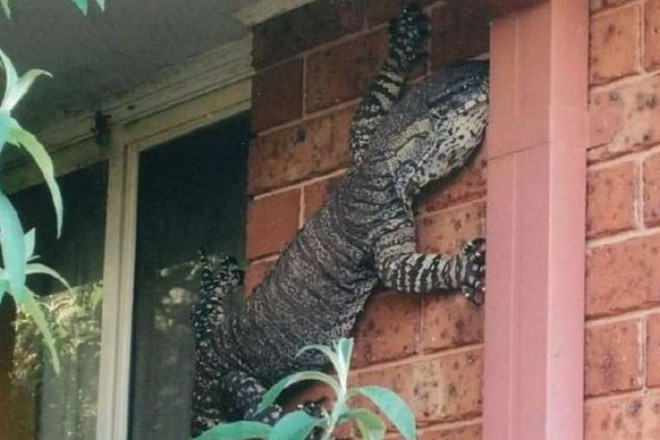 Phát hoảng khi thấy con thằn lằn khổng lồ trên tường nhà ảnh 1