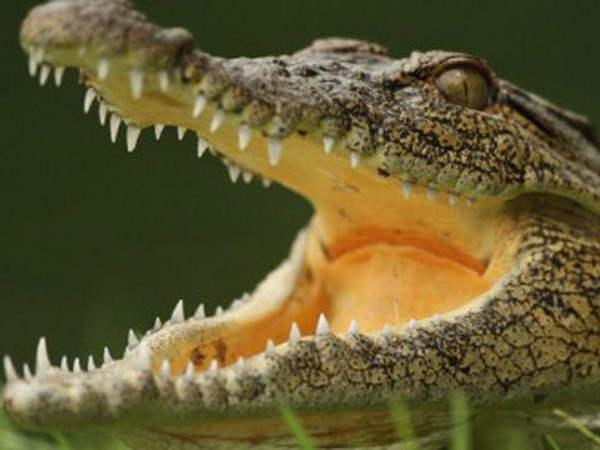 Mafia Italy dùng... động vật bất hợp pháp để củng cố quyền lực ảnh 1