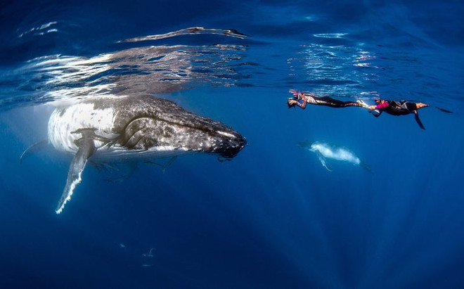 Nữ thợ lặn liều mình chụp ảnh "tự sướng" cùng con cá voi 40 tấn ảnh 3