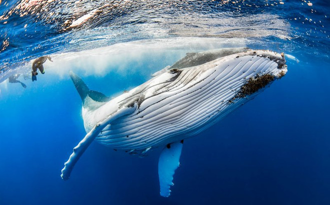 Nữ thợ lặn liều mình chụp ảnh "tự sướng" cùng con cá voi 40 tấn ảnh 4