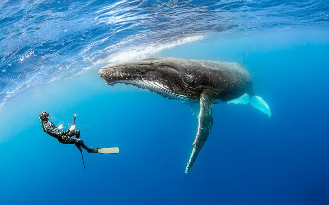 Nữ thợ lặn liều mình chụp ảnh "tự sướng" cùng con cá voi 40 tấn ảnh 2