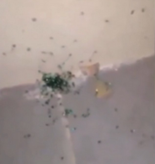 [Video] Nhện mẹ nổ tung để giải phóng hàng trăm chú nhện con ảnh 1