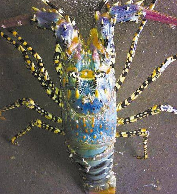 Phát hiện con tôm hùm có màu sắc vô cùng sặc sỡ ở Trung Quốc ảnh 1