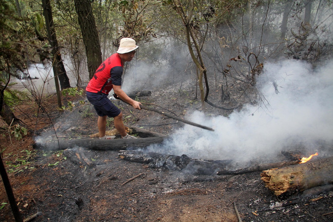 ttxvn_chay rung nghe an (2).jpg