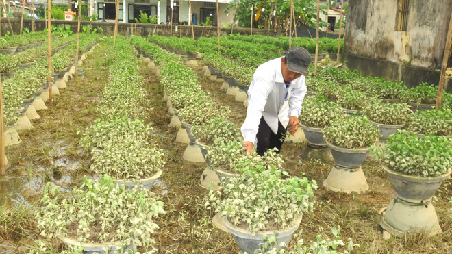 Người trồng hoa Tết ở Thừa Thiên-Huế với nguy cơ trắng tay sau lũ lớn ảnh 1