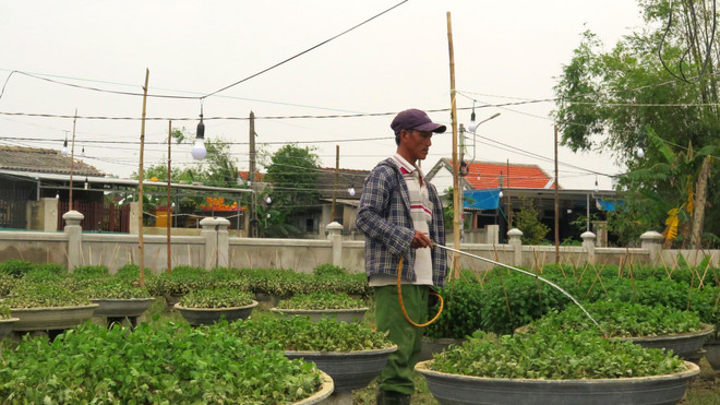 Người trồng hoa Tết ở Thừa Thiên-Huế với nguy cơ trắng tay sau lũ lớn ảnh 2