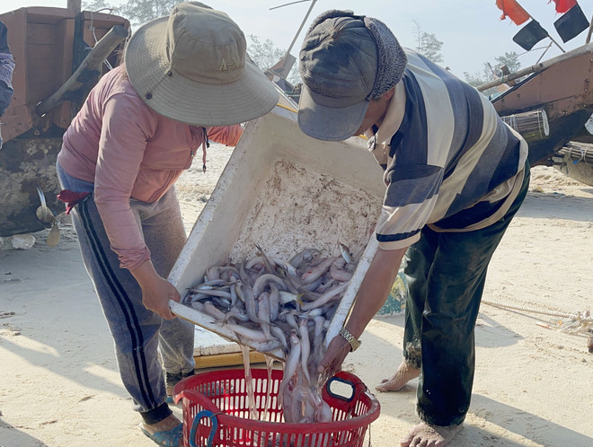 Ngư dân vùng bãi ngang Quảng Bình trúng vụ cá khoai đầu năm ảnh 1