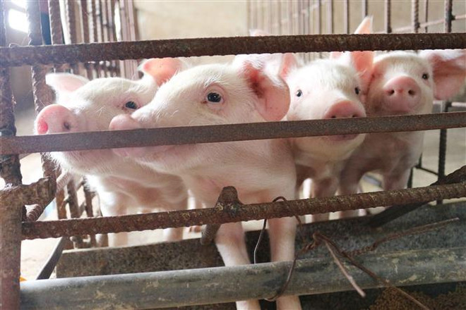 Cà Mau khôi phục ngành chăn nuôi lợn sau khi công bố hết dịch ảnh 1