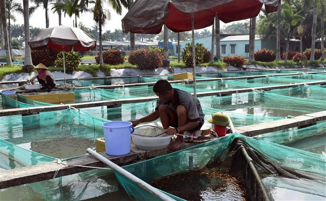 TP.HCM phát huy vai trò trung tâm kinh tế, tiên phong mô hình mới ảnh 1