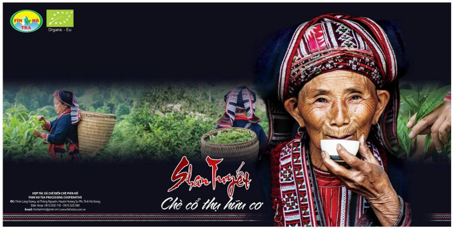 Trà shan tuyết cổ thụ Phìn Hồ - Đặc sản trứ danh của vùng núi Hà Giang ảnh 2