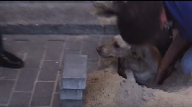 Màn giải cứu kịch tính chú chó bị chôn sống trong hai ngày ảnh 1