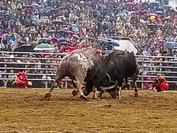 Thịt trâu chọi Phúc Thọ giá “cắt cổ” gấp 3 lần bò Úc ảnh 2