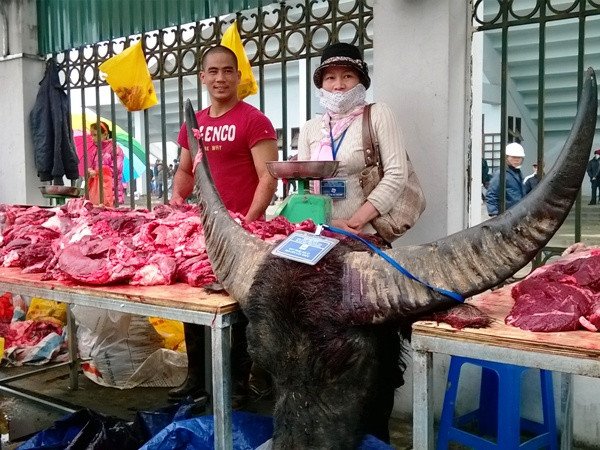 Thịt trâu chọi Phúc Thọ giá “cắt cổ” gấp 3 lần bò Úc ảnh 3