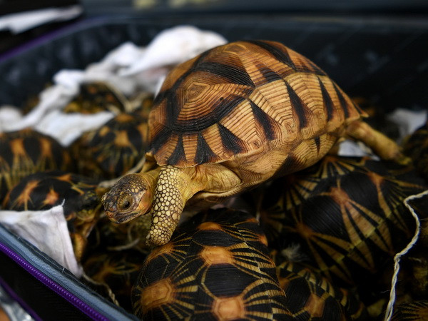 Indonesia bắt một người Nhật mang trộm hàng trăm động vật hoang dã ảnh 1