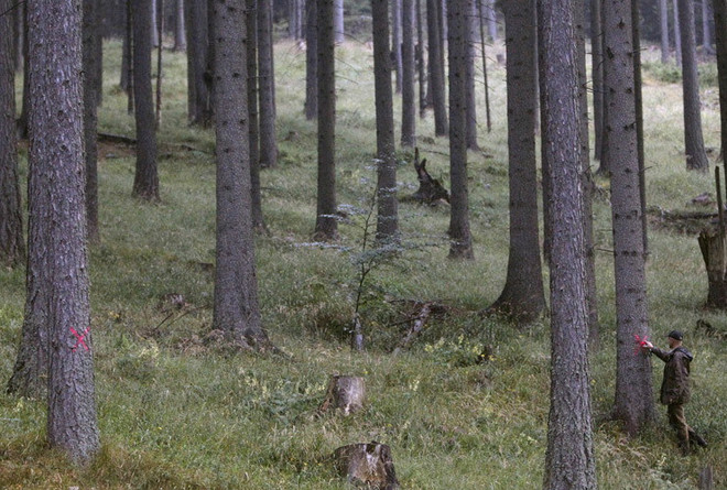 Người tị nạn bị cáo buộc ép nữ sinh 13 tuổi "quan hệ" suốt 3 tháng ảnh 1