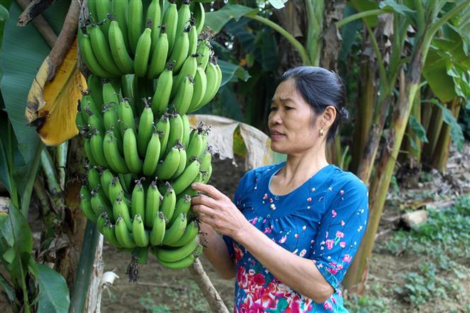 Khắc phục sự đứt gãy của chuỗi sản xuất, phát triển bền vững lâu dài ảnh 1