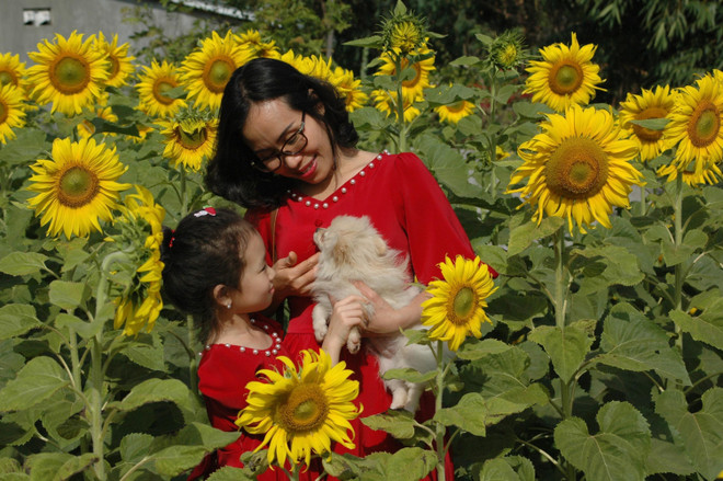 Vườn hoa hướng dương rực rỡ ở phố núi Pleiku hút khách tham quan ảnh 3