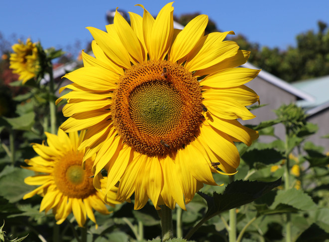 Vườn hoa hướng dương rực rỡ ở phố núi Pleiku hút khách tham quan ảnh 1